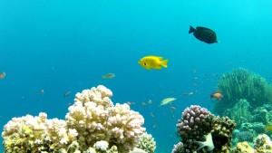 Sulphur damsel - An example from the Red Sea Slow-TV