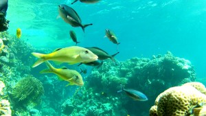 Yellowsaddle goatfish - An example from the Red Sea Slow-TV