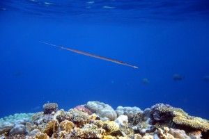 Smooth cornetfish at the top of the reef