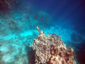 a coral head at about 10 meters depth in the Red Sea, Titan triggerfish eating corals