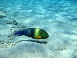 broomtail wrasse on sandy areas between coral heads