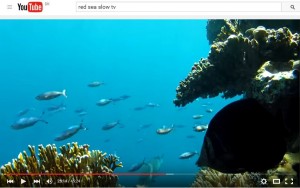 click here to see Reef Slow-TV on Youtube