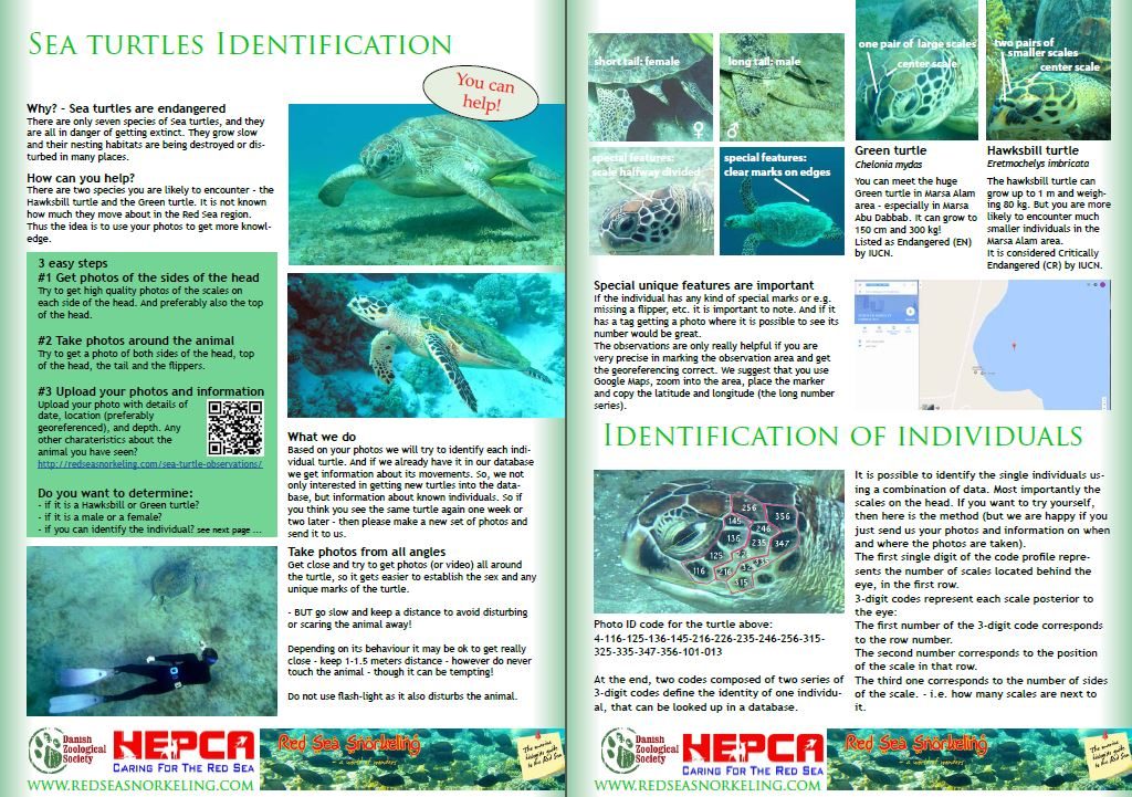 Learn how to best take photos that are useful to provide new information about Green Turtles in the Red Sea