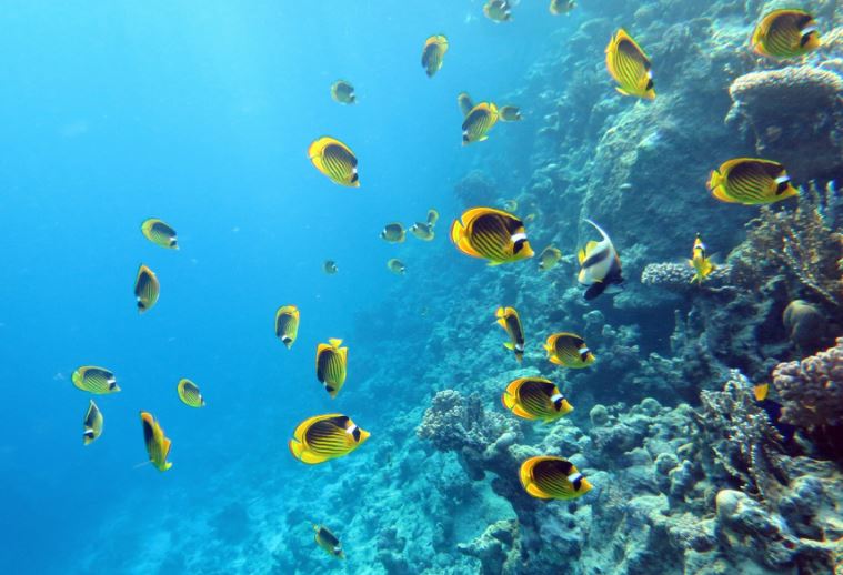 Sharm El-Sheikh provides many options to go snorkeling in really nice places