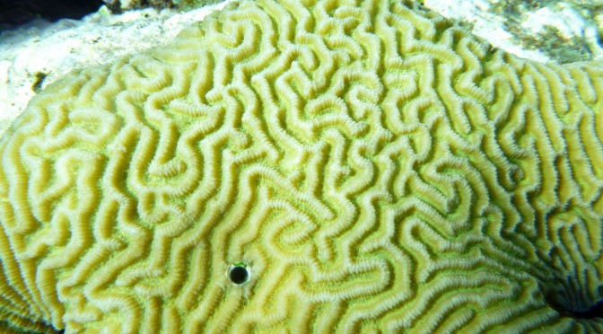 Make your own coral survey