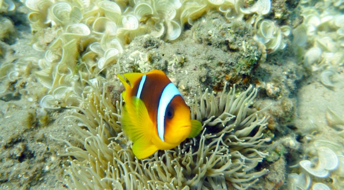 Top-5 must-see species