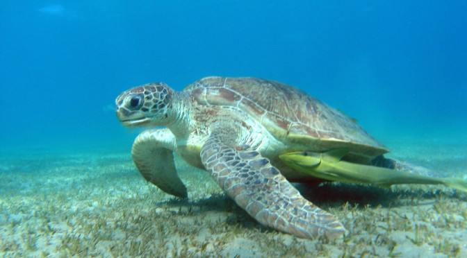 Turtle in the Red Sea