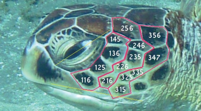 Sea turtle observations