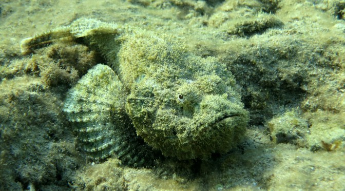 Top-5 poisonous fish