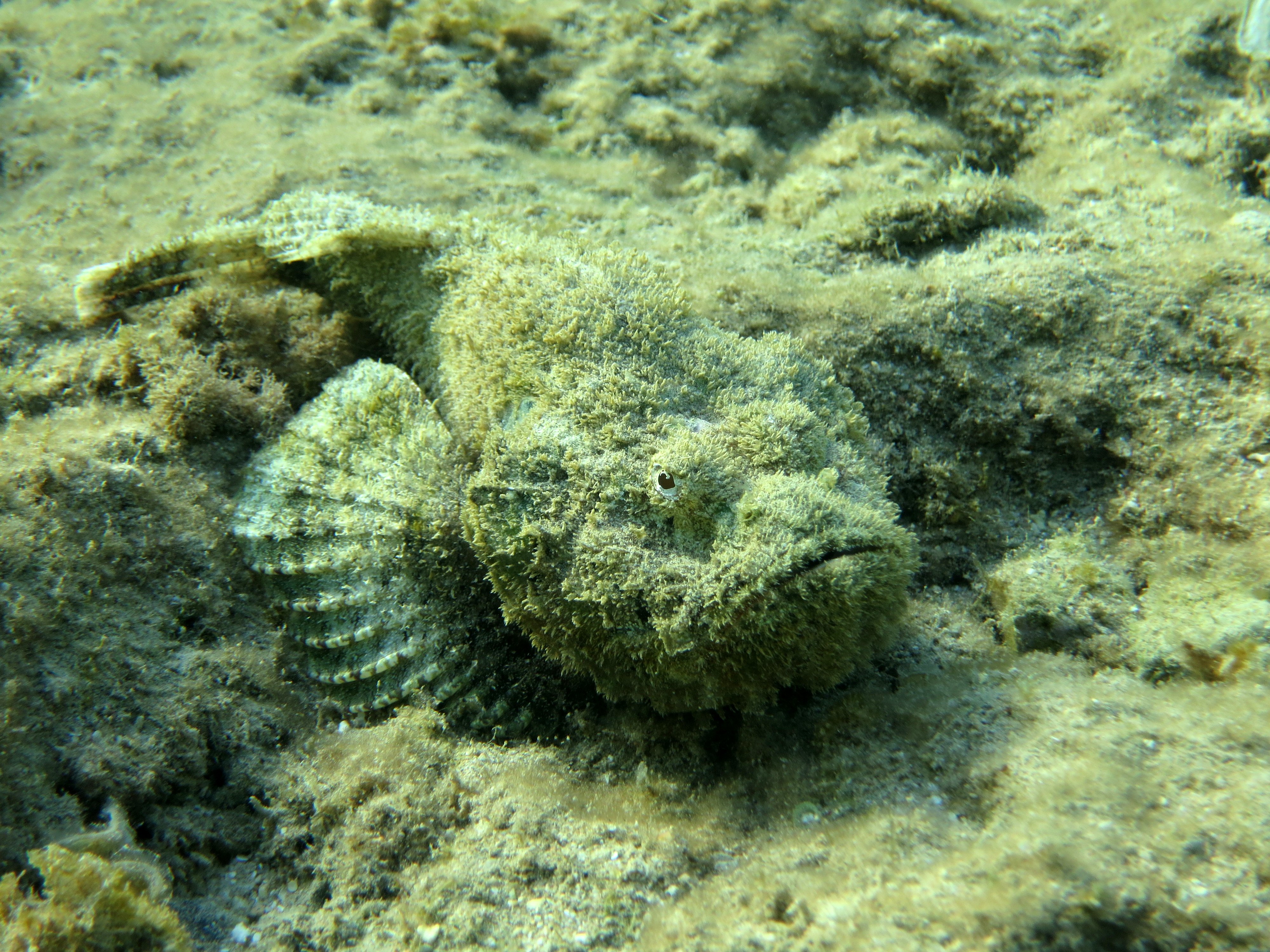 stonefish on shallow water