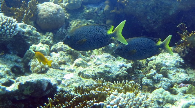 Experienced diver/snorkeler? What names do you use? Share Your Insights!