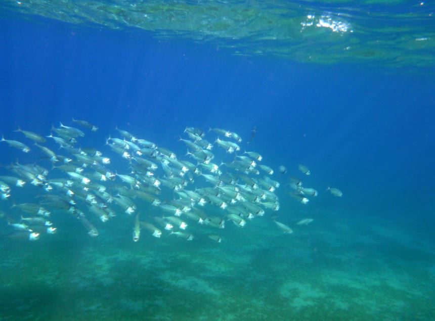 The Marsa Alam area is top class for snorkeling - enjoy!