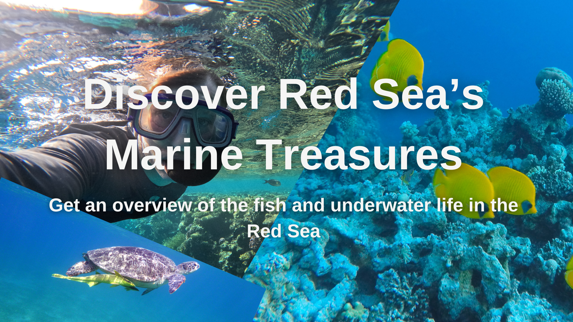 participate in the webinar, where you get an overview of the fish and underwater life in the Red Sea