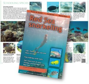 e-book Red Sea snorkeling - the easy underwater guide to the fish in Sharm El Sheikh, Hurghada and Marsa Alam