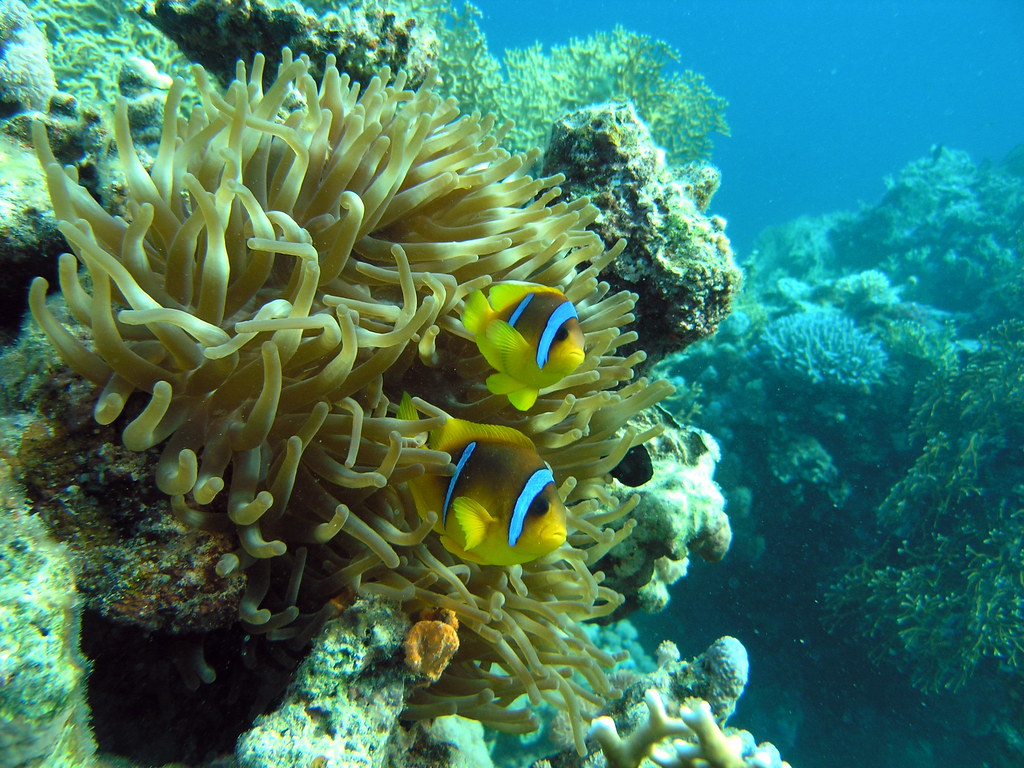 Top Tips for a Successful Red Sea Snorkeling Experience