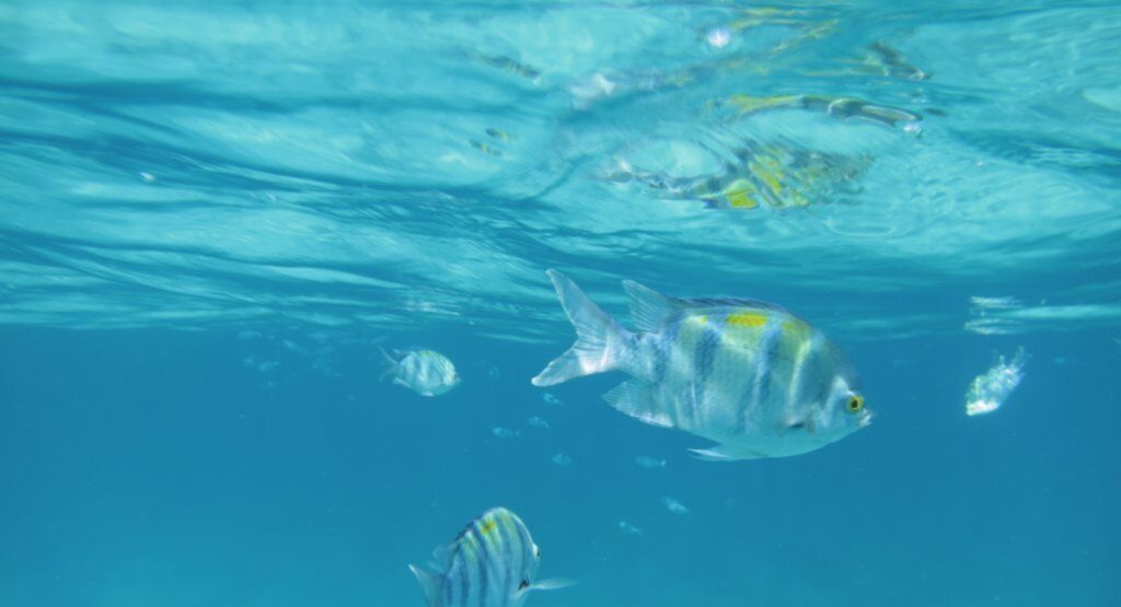 Vivid colours of the underwater world