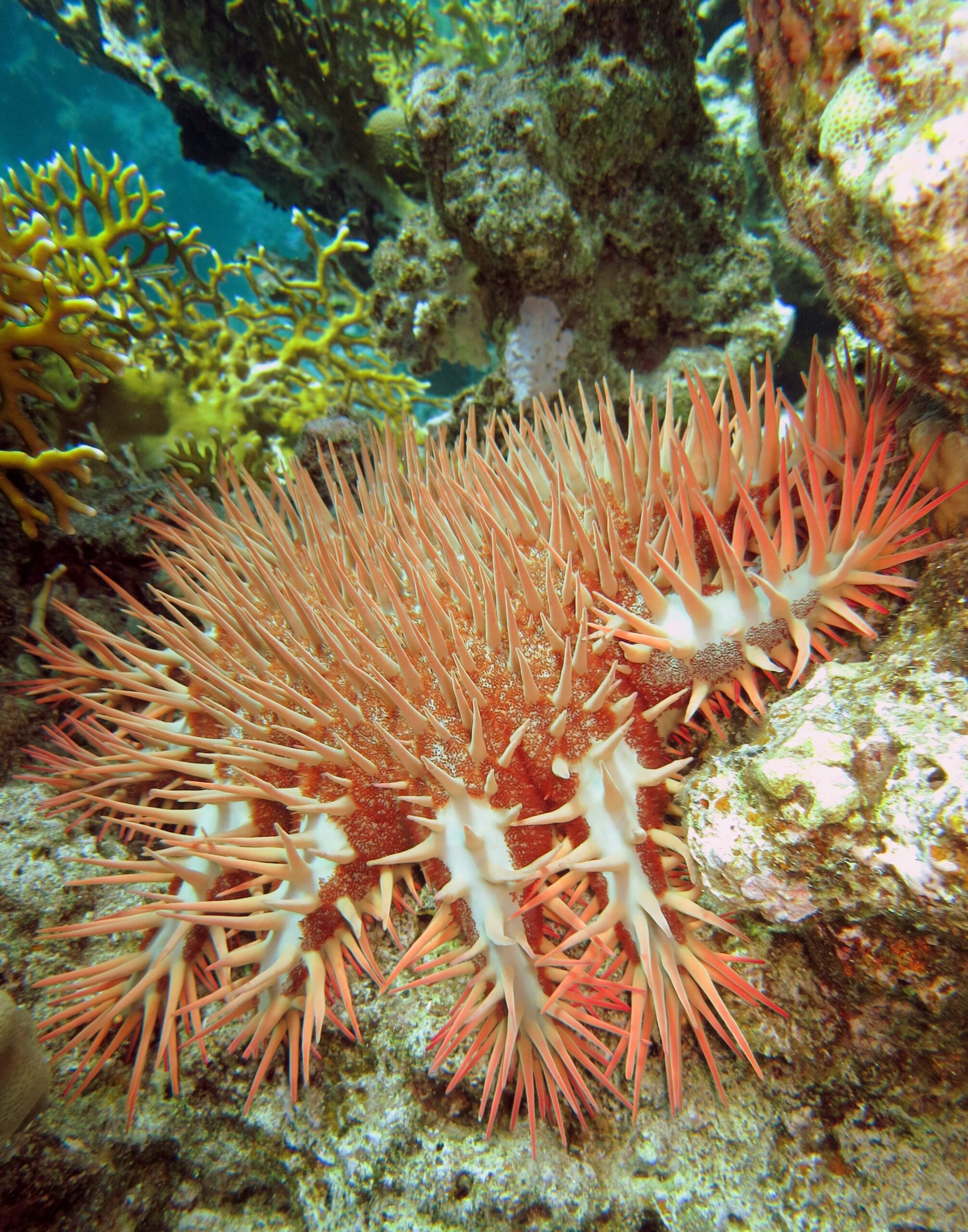 Snorkeling conditions: Waves and weather in Sharm El Sheikh