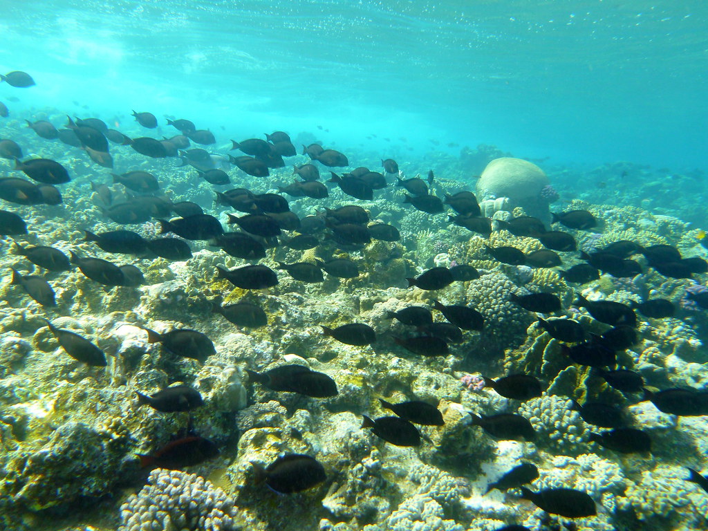 Snorkeling gear – what you need