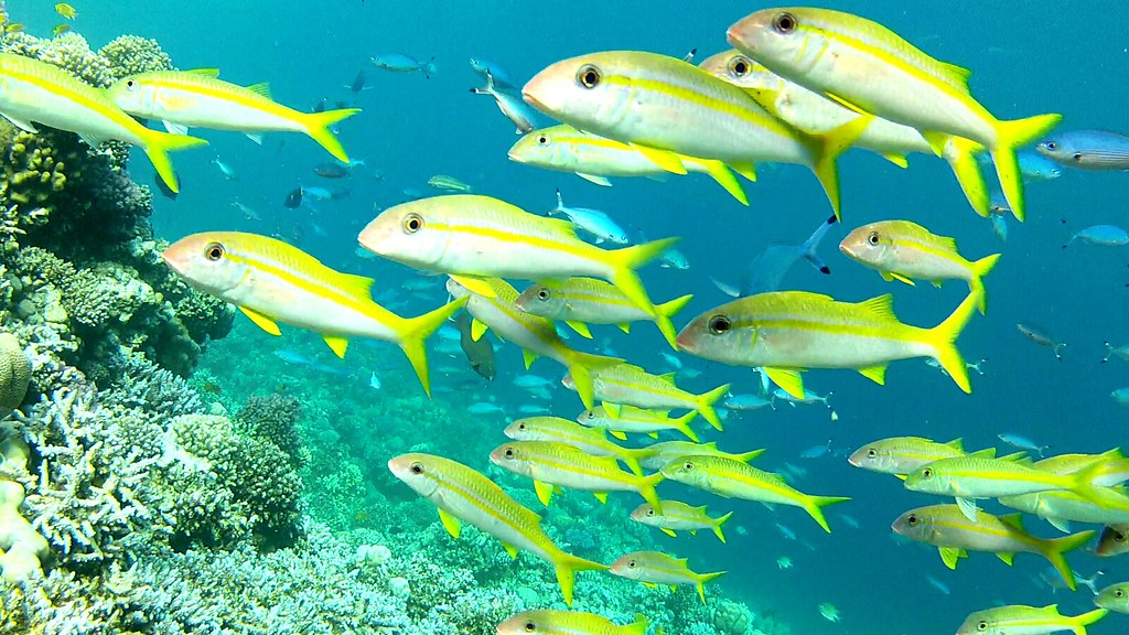 Slow TV: Video from the reef