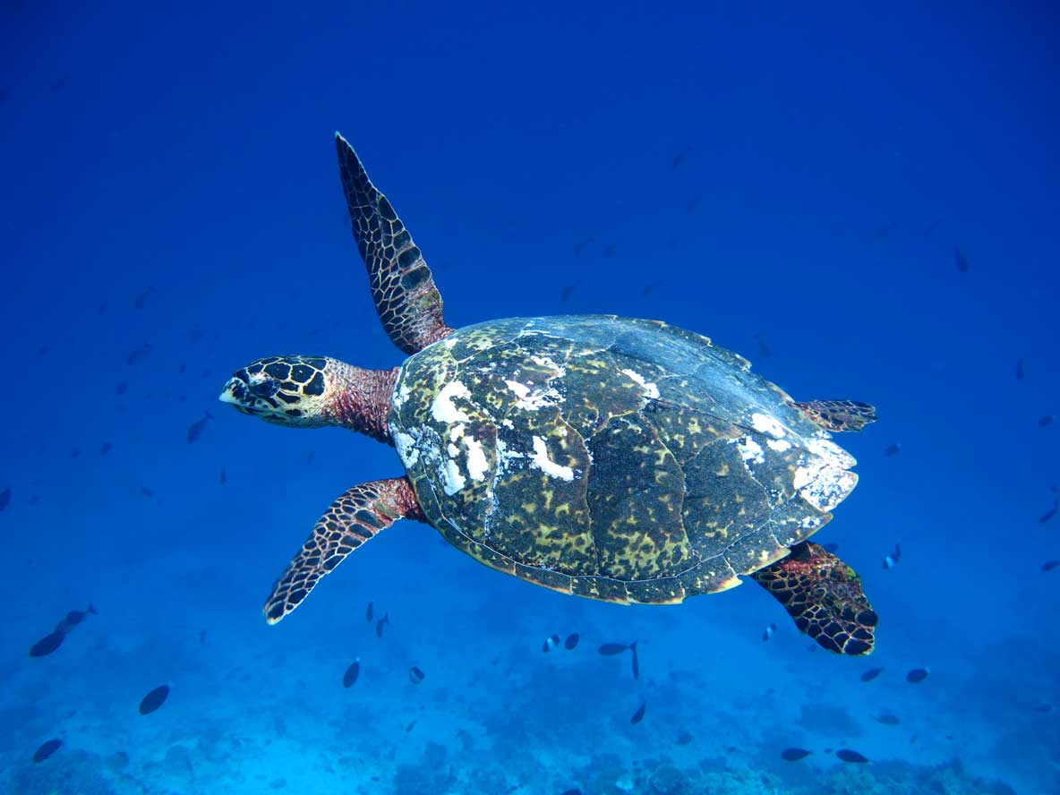 How to identify sea turtles of the Red Sea