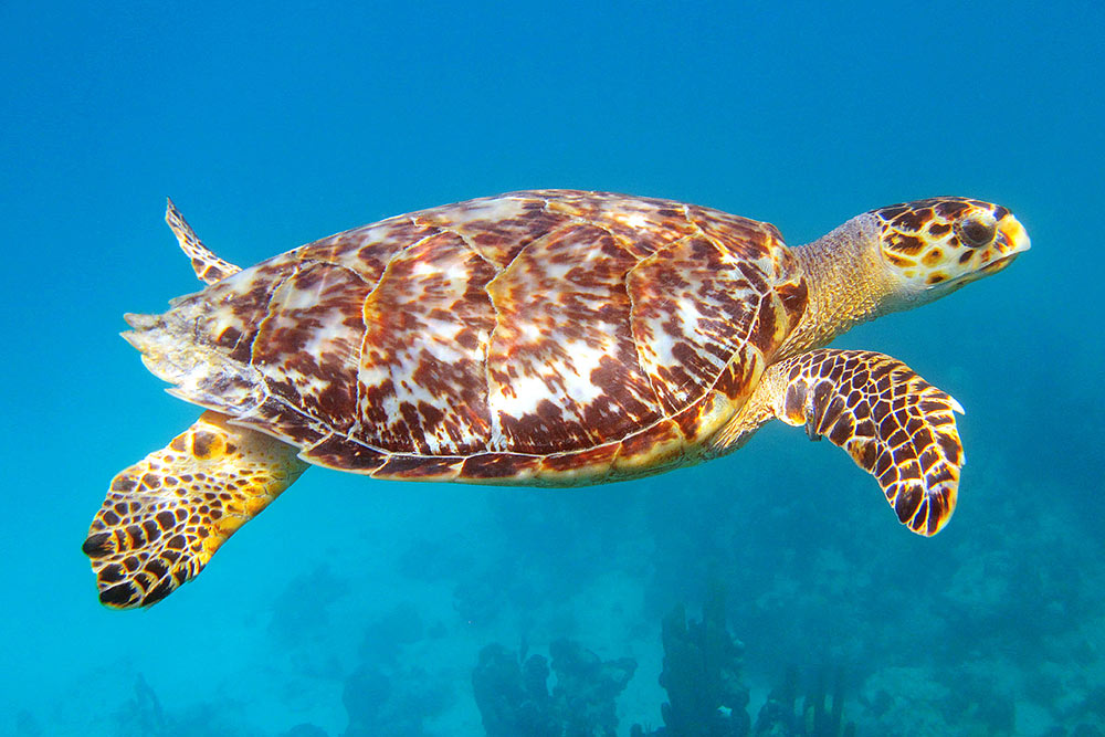 Sea turtles of the Red Sea