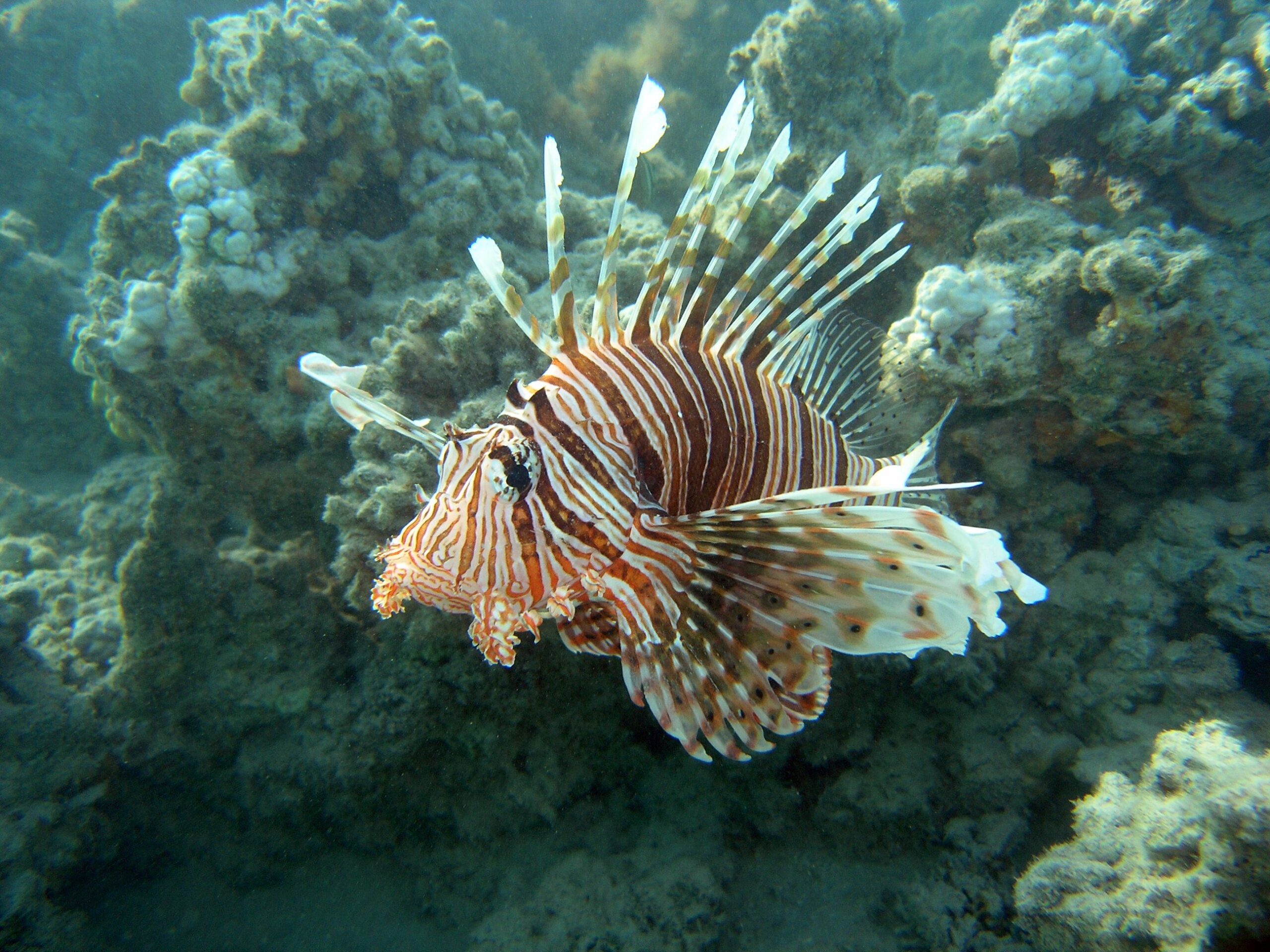 Devil lionfish(Pterois miles), a lionfish with striped body and wide, spotted fan-like fins, hovering over a coral reef in the Red Sea